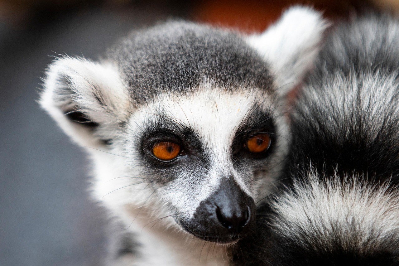 Picture of me, lemur